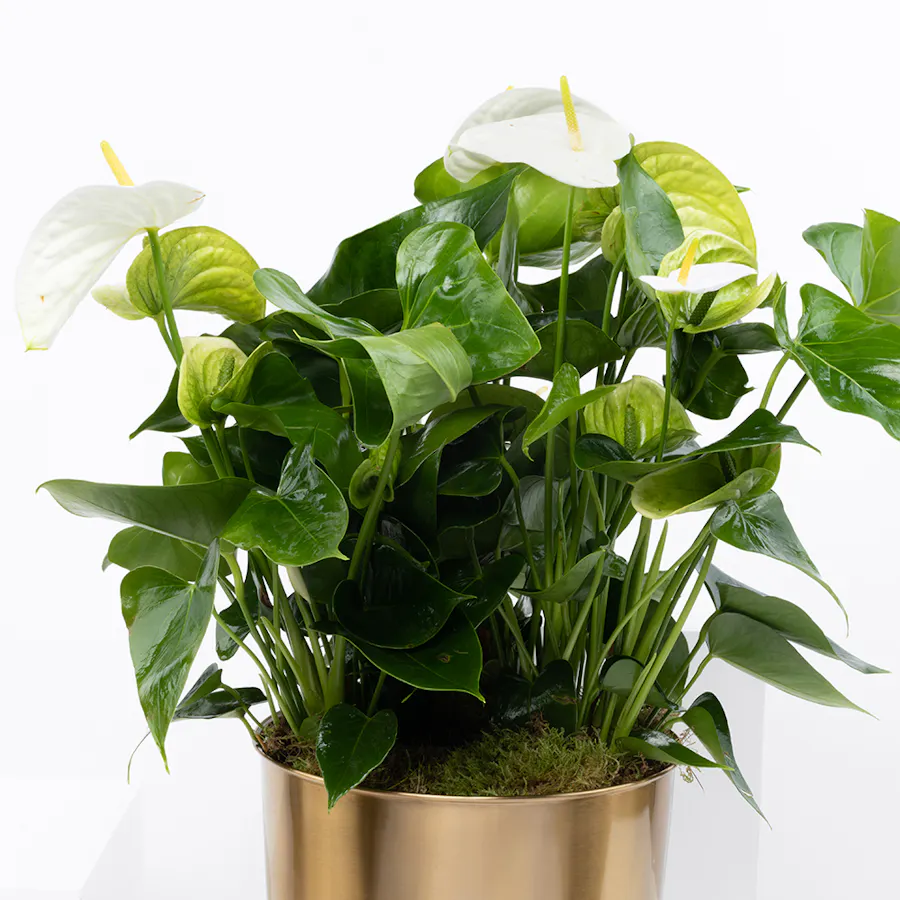 Anthurium Montana | Gold Pot 4