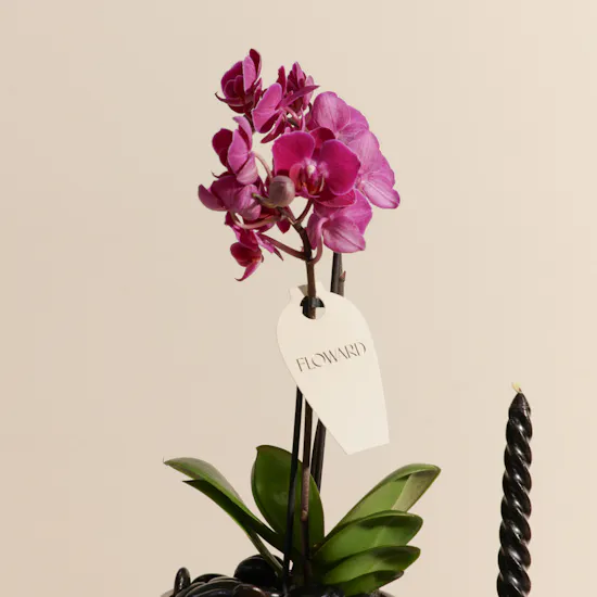 Small Purple Phalaenopsis Plant and Candle Tray