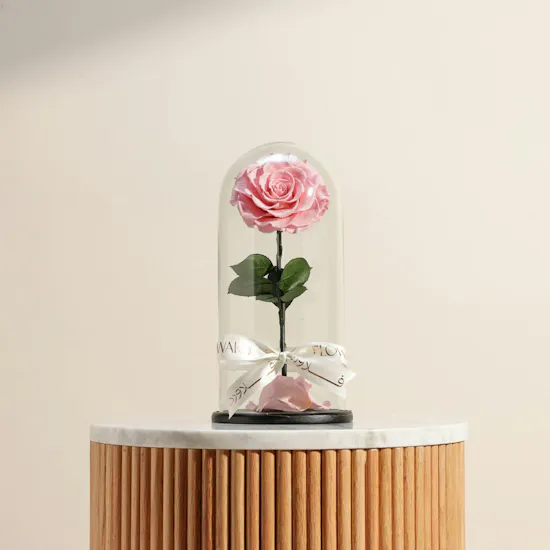 Pink Single Preserved Rose Dome