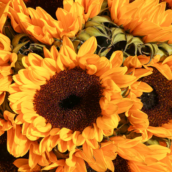 Bright Sunflower Bouquet