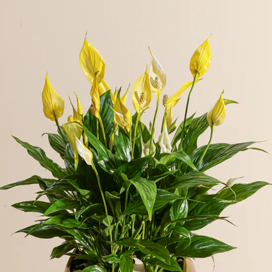 Elegant Yellow Spathiphyllum Plant