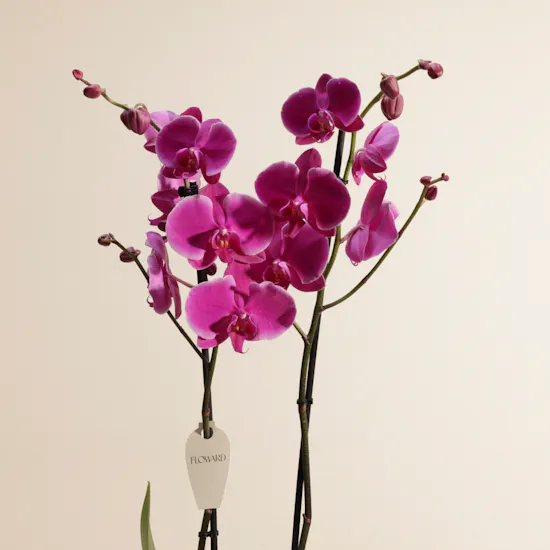 Astounding Purple Orchid Plant