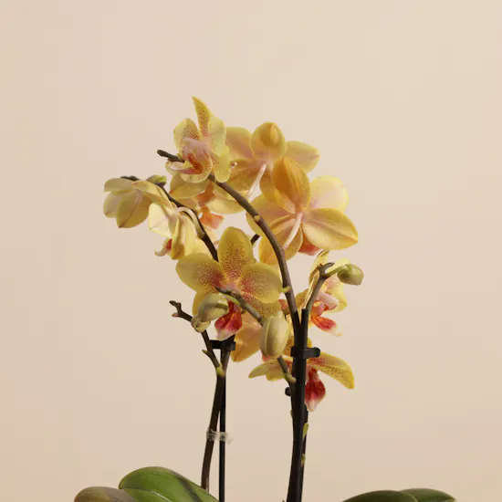 Sunny Small Yellow with Orange Dots Phalaenopsis Plant
