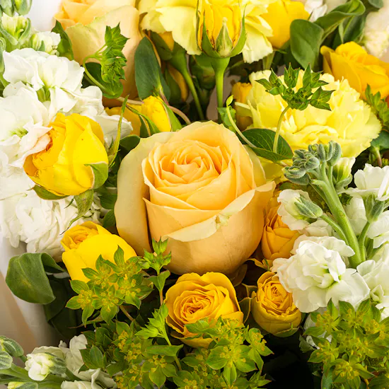 Law | Yellow Blooms