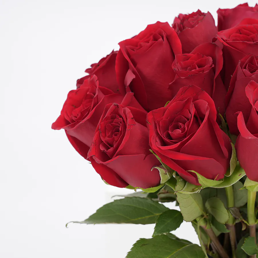 Levo Chocolate | Red Roses 5