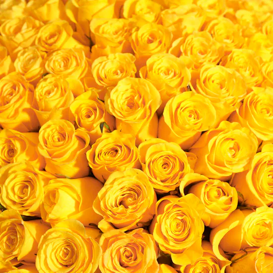 Yellow Roses Bouquet | 250 Flowers