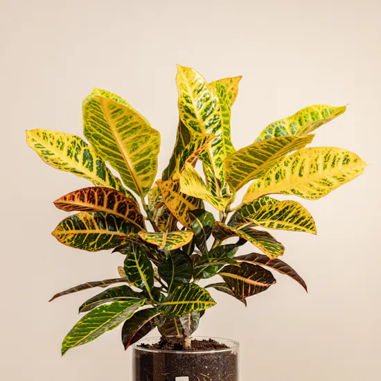 Cheerful Croton Plant