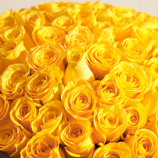 Sunshine Delight Bouquet | 150 Roses