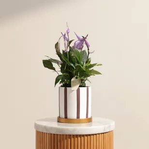 Delicate Purple Spathiphyllum Plant 