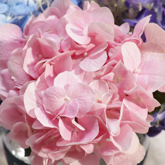 Colorful Hydrangea Vase