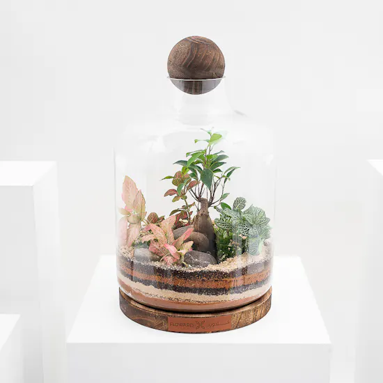Ficus Bonsai Garden | Closed Terrarium