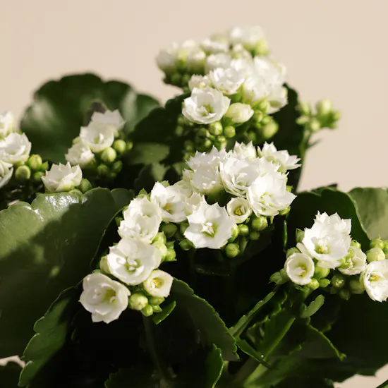نبات كالانشو الابيض النقي