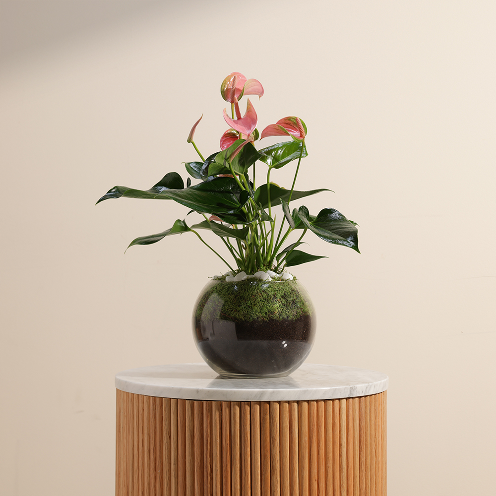 Anthurium Joli | Vase