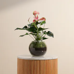 Anthurium Joli | Vase