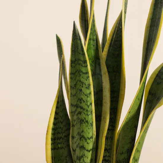 Fancy Sansevieria Laurentii Plant Pot