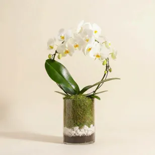 نبات اوركيد القوس الأبيض | وعاء زجاجي