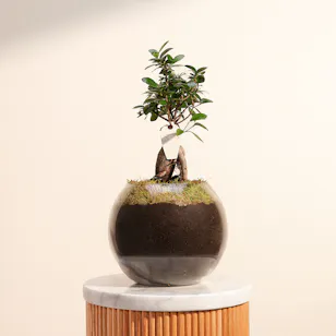 Ficus Microcarpa Ginseng Plant | Fishbowl Glass Pot Ficus Microcarpa Ginseng Plant | Fishbowl Glass Pot