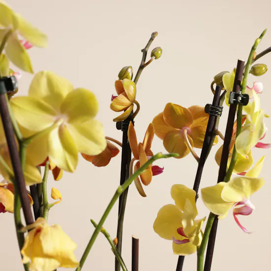 Stunning Yellow and Orange Orchid Plant