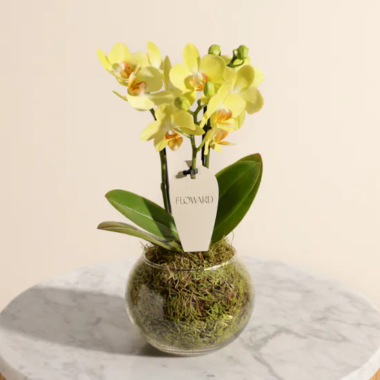 Cheerful Birthday Yellow Phalaenopsis Plant