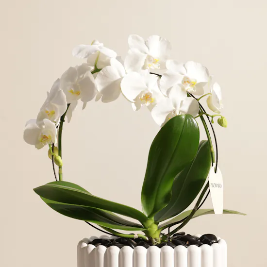Father's Day Fancy White Infinity Circle Phalaenopsis Plant