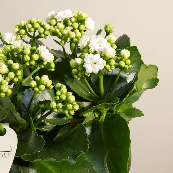 Cute White Kalanchoe Plant