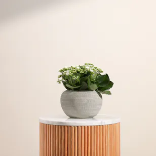 White Kalanchoe