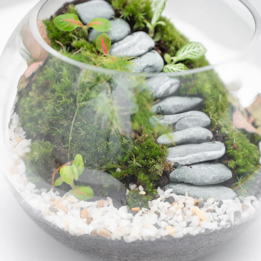 Refreshing Tropical Garden | Closed Terrarium  5