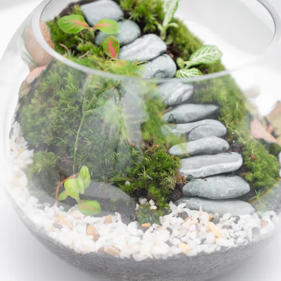 Refreshing Tropical Garden | Closed Terrarium