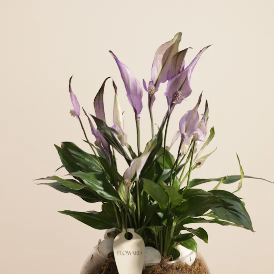 Music Home 3 Classes for 45 Minutes Voucher | Elegant Spathiphyllum Plant