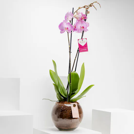 Purple Orchid Plant | Glass Fishbowl
