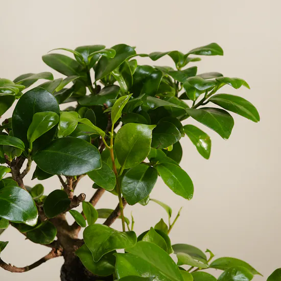 Bonsai Crafted by Nature Plant