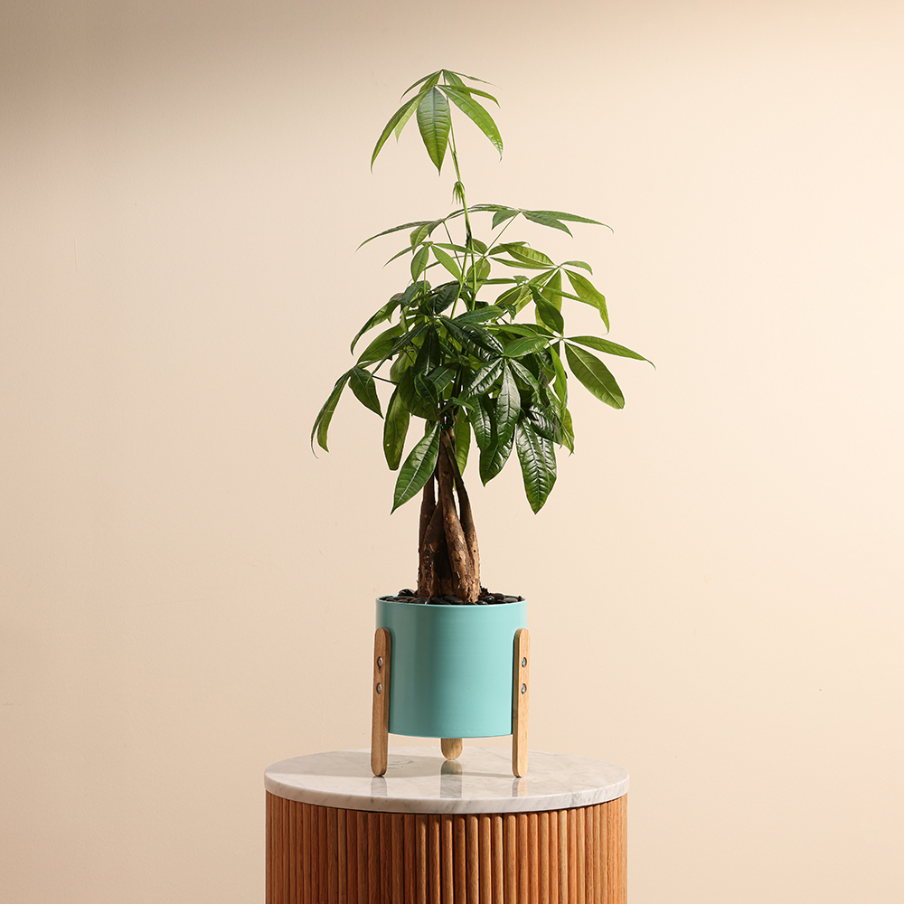 Pachira Aquatica Plant