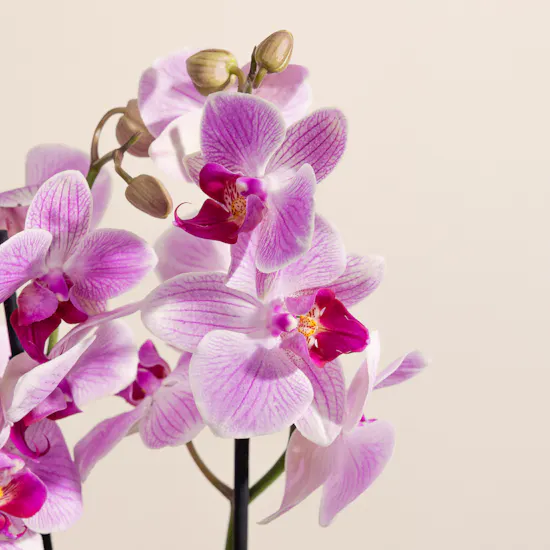 Light Purple Orchid Plant Pot