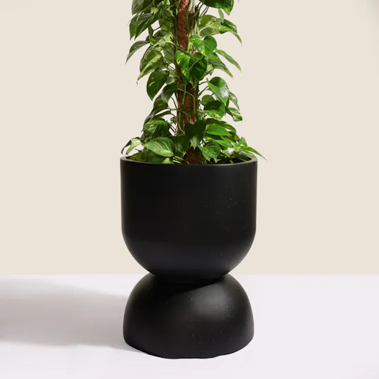 Lush Green Big Epipremnum Plant