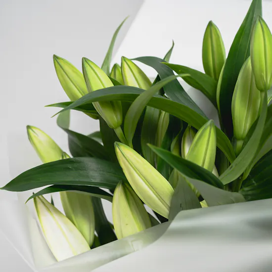 Feel Good Tea Green Leather Tea Box | White Lilies