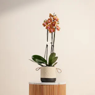 Elegant Phalaenopsis Plant Vase