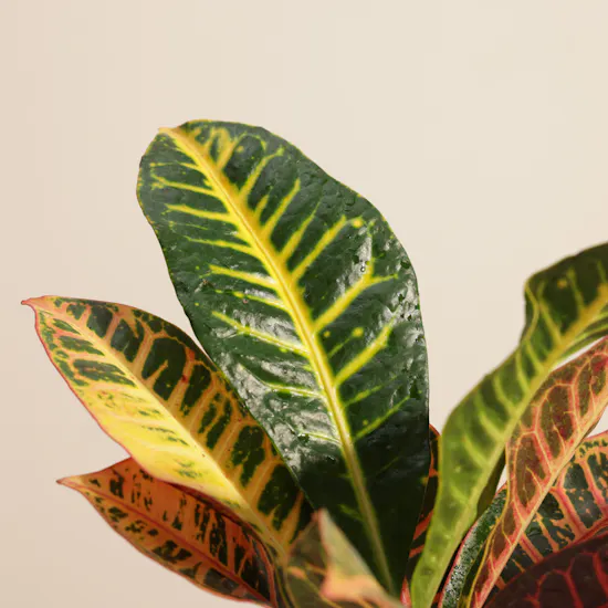 Glam Codiaeum Petra Palnt