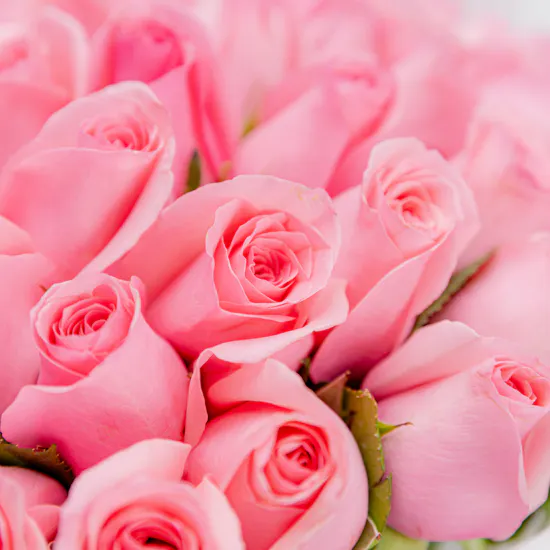 Lovely Flowers | 100 Revival Roses