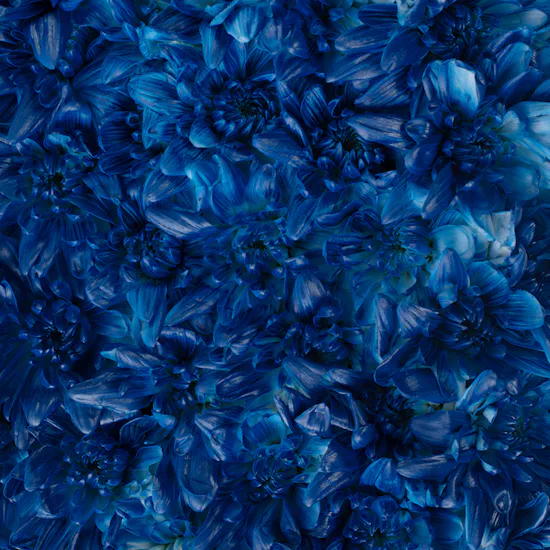 Graduation Ceremony | Blue Chrysanthemum