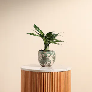Aglaonema Plant