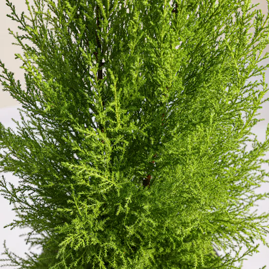 Light Big Cupressus Goldcrest Plant Pot