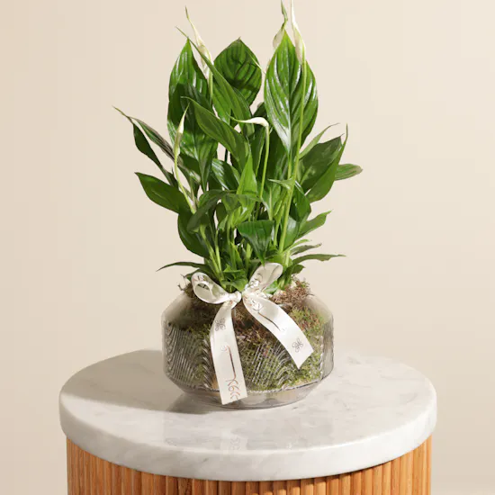 Small Green Spathiphyllum Plant
