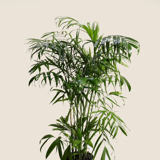 Graceful Big Chamaedorea Seifrizii Palm