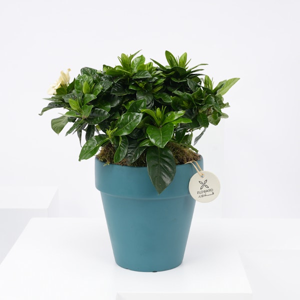 Sweet Gardenia | Floward Riyadh