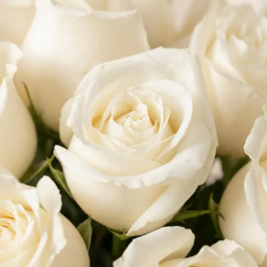 Dreamy White Rose Box | 17 Flowers