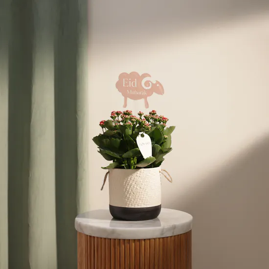 Elegant Eid Red Kalanchoe Plant