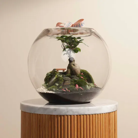 Vibrant Ficus Bonsai Garden | Closed Terrarium