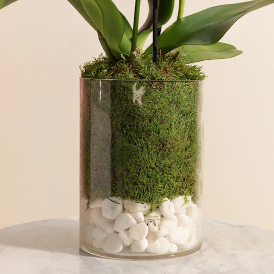 Yellow Orchid Plant