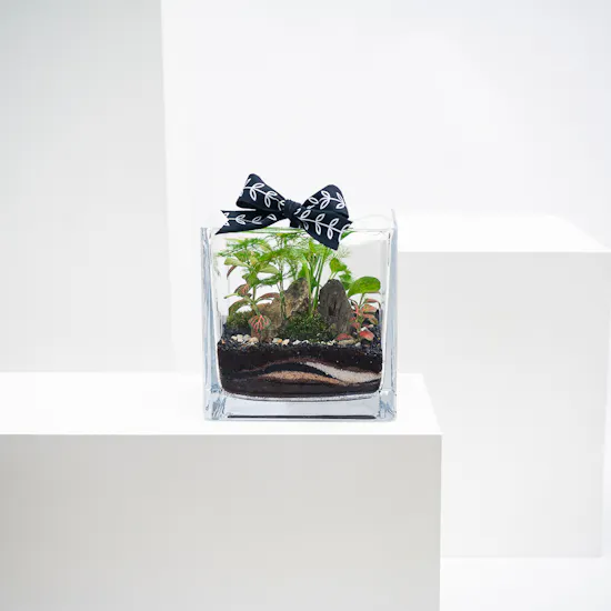 Vivid Tropical Garden | Closed Terrarium