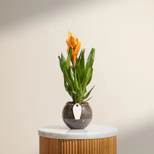 Artistic Bromeliad Vriesea Plant Artistic Bromeliad Vriesea Plant